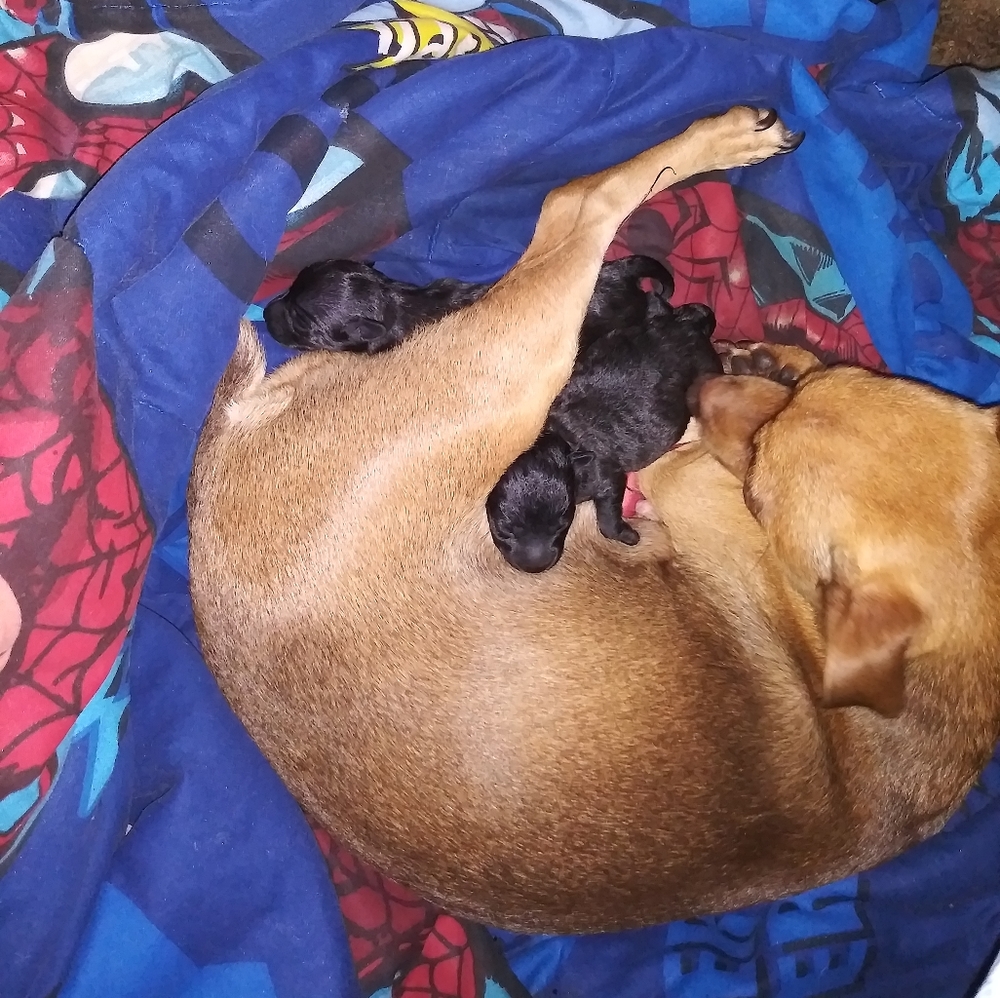 Meet your Posher, Ramona